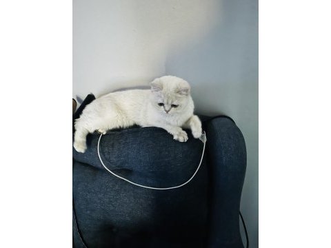 Sağlıklı uysal minnoş kedi