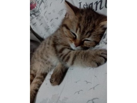 Dişi masum kedimiz