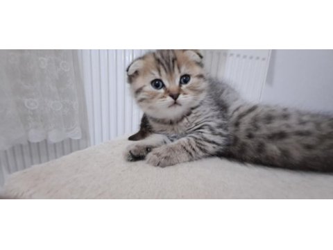 British shorthair ve scottish fold sahiplendirme