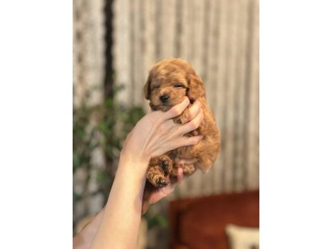 Muhteşem toy poodle