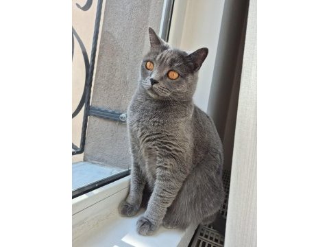 Alerji sebebi ile ücretsiz ankara içi kedimiz