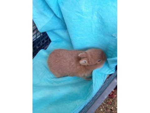 Cüce tavşan yavruları