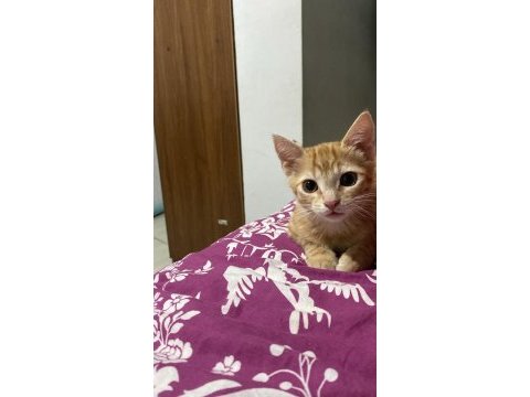 Kedimiz gofrete ömürlük yuva arıyoruz