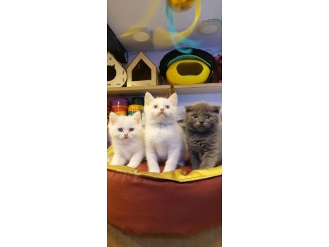 Yavrular telsim hazır kalite sağlıklı british shorthair