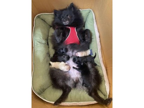55 günlük dişi pomeranian boo bebek