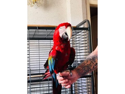 Kırmızı macaw papağanı