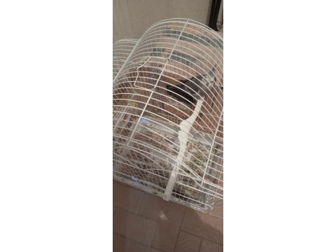 Yavru alınmış çift sultan papağanı
