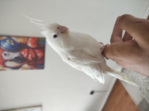 Albino sultan papağanı ele alıştık