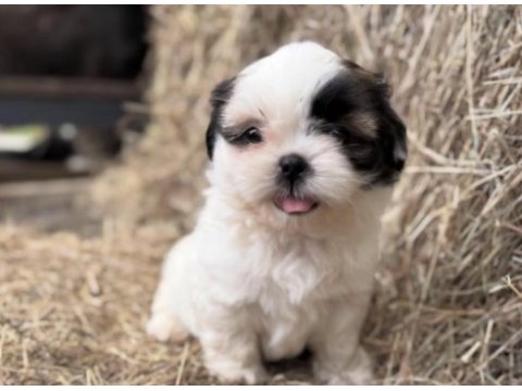 Shih tzu köpeği