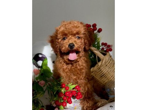 Poodle bebekler