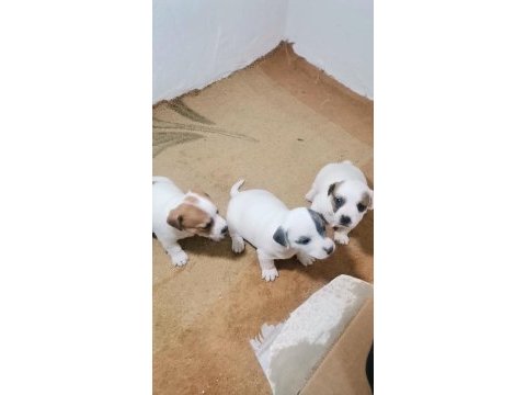 Jack russell terrier akıllı zeki safkan bebekler