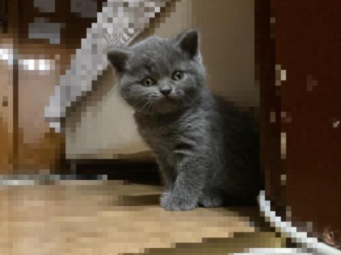 4 tane güzeller güzeli krallar kralı kediler