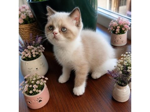 Safkan exotic shorthair bebekler