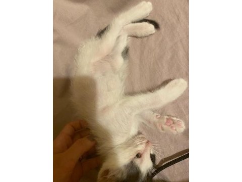 Acil annesi terk eden yavru kedimize yuva olur musunuz?