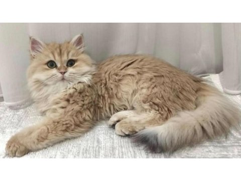 Ny12 renk safkan şecereli british longhair kedimiz