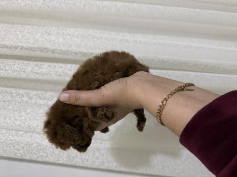 Toy poodle bebekler
