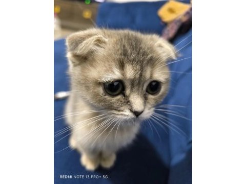 Yavru scottish fold kedimiz