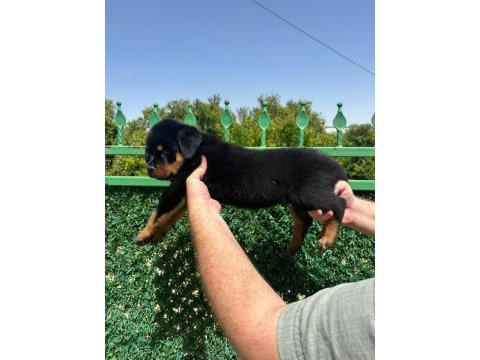 A kalite rottweiler bebekler yeni yuvalarını arıyorlar