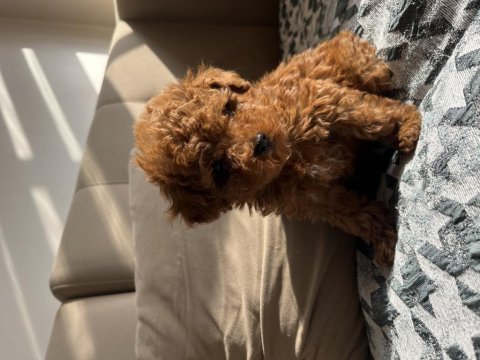 Ev ortamında safkan toy poodle bebekler