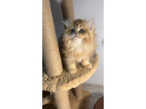 British longhair golden bebeklerim dişi erkek