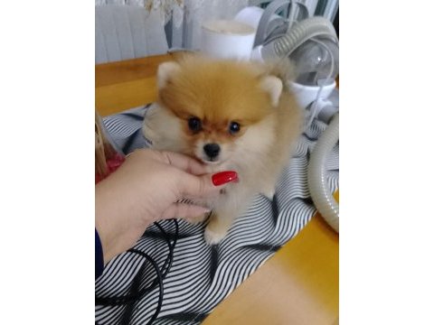 Pomeranian boo yavrular