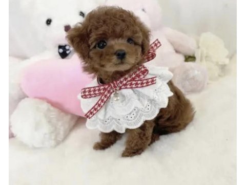 Toy poodle cinsi köpeğimiz