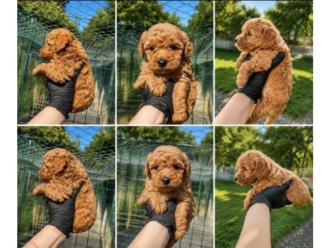 Yeni poodle bebekler ilan da detaylı bilgi için arayınız