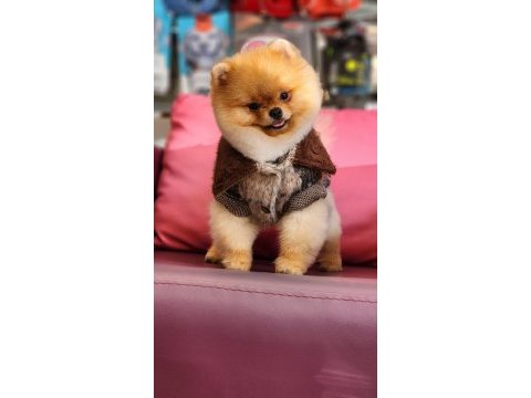Orjinal ayı surat pomeranian boo