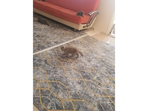 Yavru kediler sütten kesilmiş yaş ve kuru mama yiyor