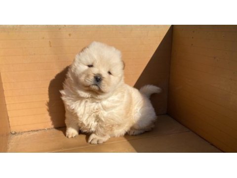 Ayı surat chow chow çin aslanı