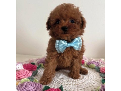 Toy poodle cinsi sevimli yavrularımız