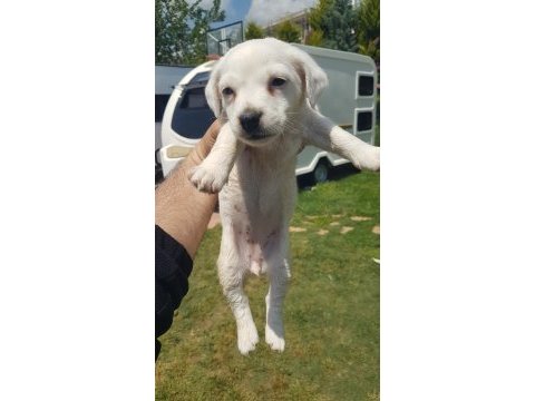 Show kalite fırlama jack russell terrier yavruları