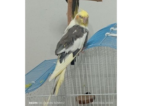 1 yaşında konuşan erkek sultan papağanı