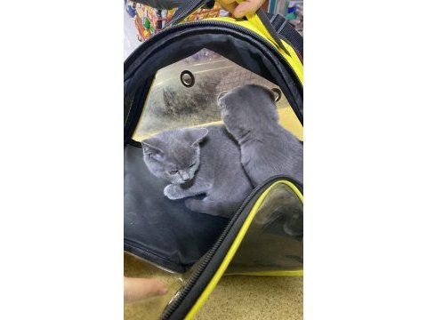 Scottish fold british shorthair şapşik kediler