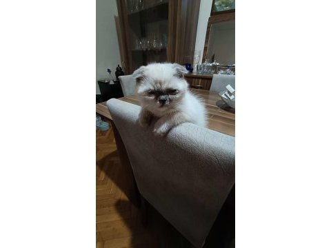 Scottish fold kızımız yeni yuvasını bekliyor