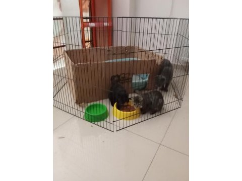 Yavru scottish fold yavrularımız yeni sahibini bekliyor