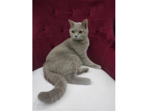 British shorthair lilac yeni yuvasını arıyor
