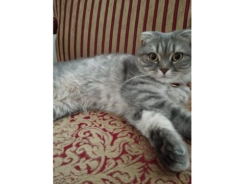 Scottish fold kedim