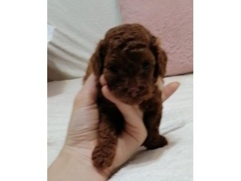 Toy poodle kore 2 aylık