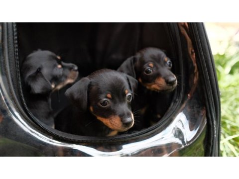 Minyatür pinscher