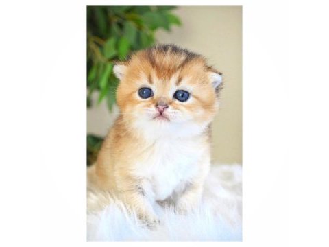 Scottish fold dişi yavrum