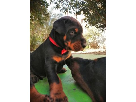 A şecereli anne ve babadan üst düzeyde kaliteli dobermanlar