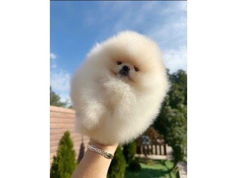 5 aylık yavru pomeranian boo white