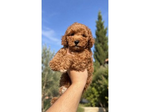 Red toy poodle