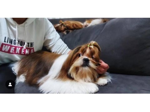 Irk garantili sevimli shih tzu yavrular