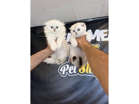 Top kafa scottısh fold yavruları fenomen pet shop