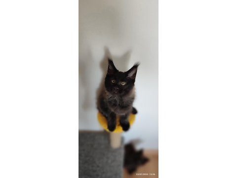 Vaşak kılığına girmiş maine coon leo