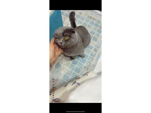 2 yaşında güzel ırk damızlık scottish fold