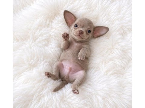 Lilak renk wc eğitimli chihuahua