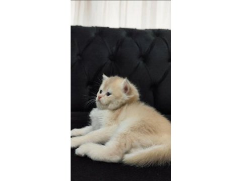 British shorthair kızımıza yeni aile arıyoruz